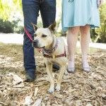 San Leandro Maternity Photos